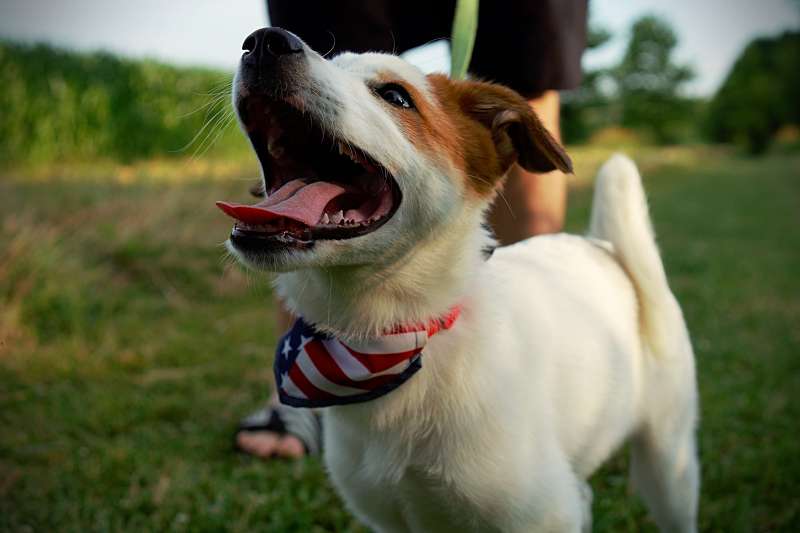 The Most Dog-Friendly National Parks in the U.S.